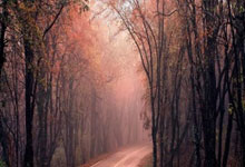 包含芝加哥公牛训练开放日，今夜防线松动引欢呼，CBA常规赛在即，训练强度明显提升的词条